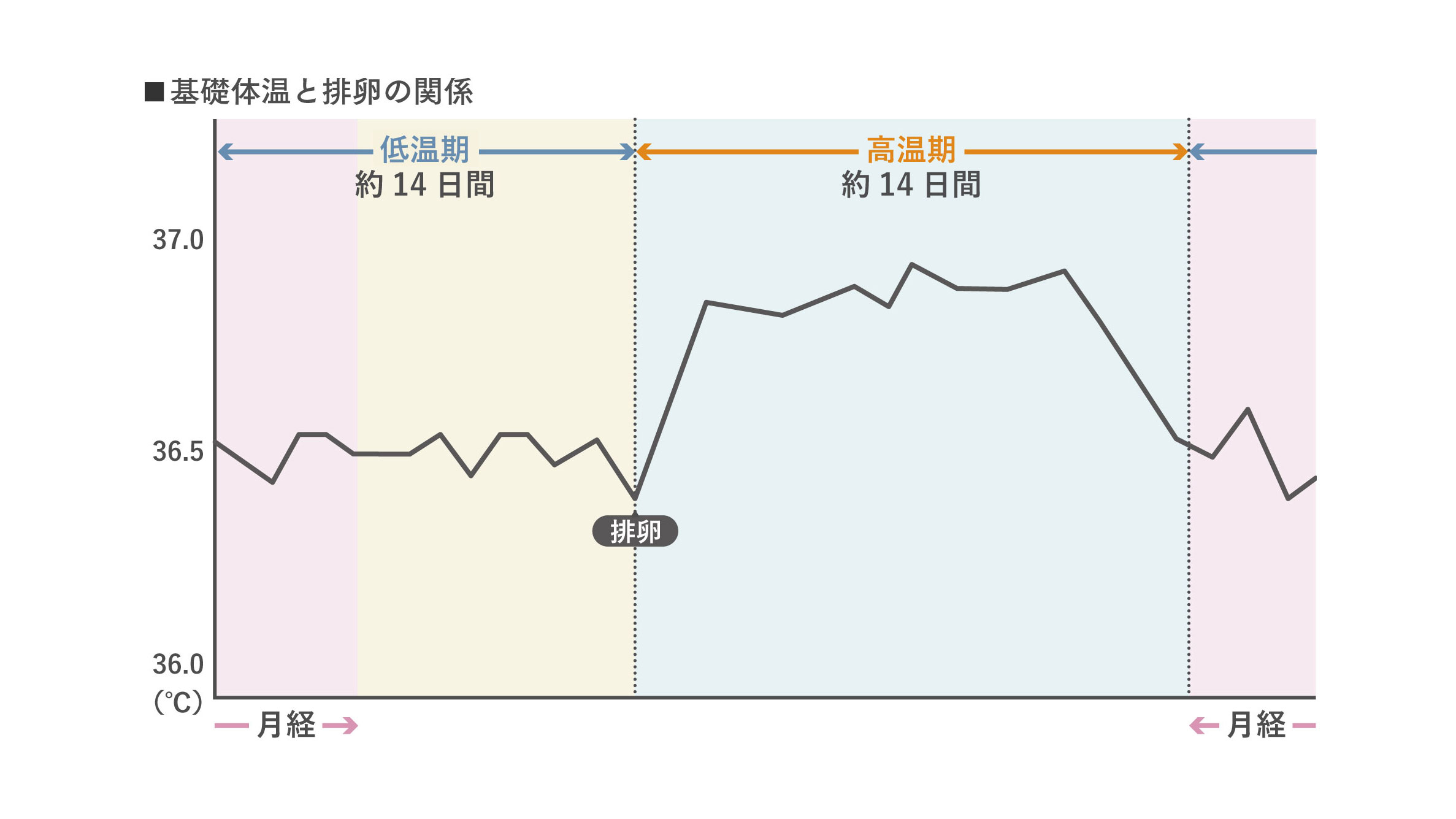 基礎体温の測り方　一般的な基礎体温表