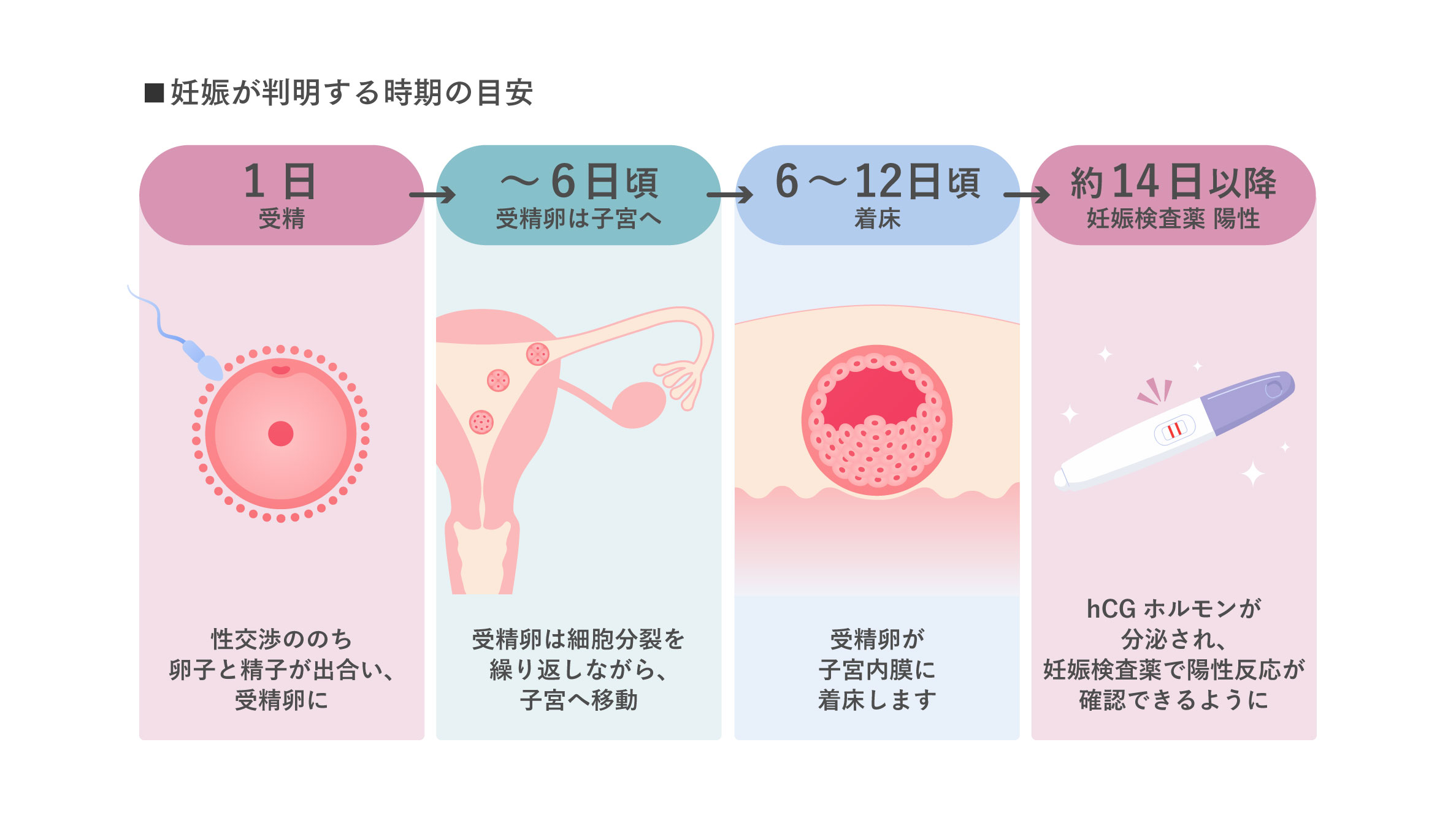 妊娠が判明する時期・スケジュールの目安
