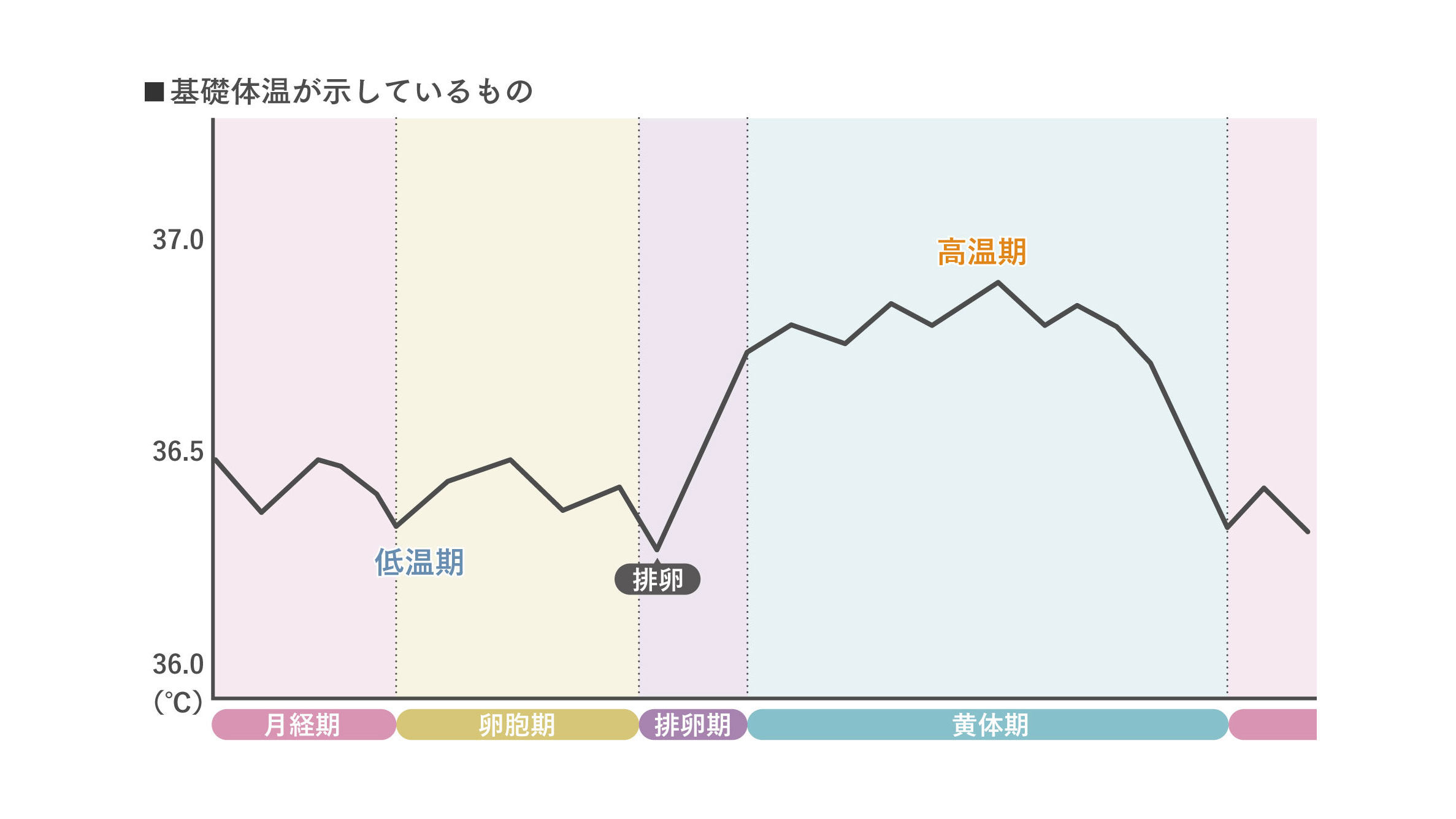 基礎体温が示しているもの（グラフ）