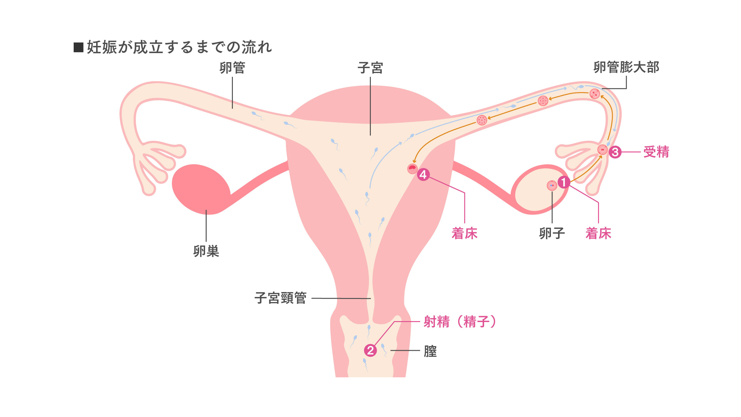 妊娠が成立するまでの流れ 図解