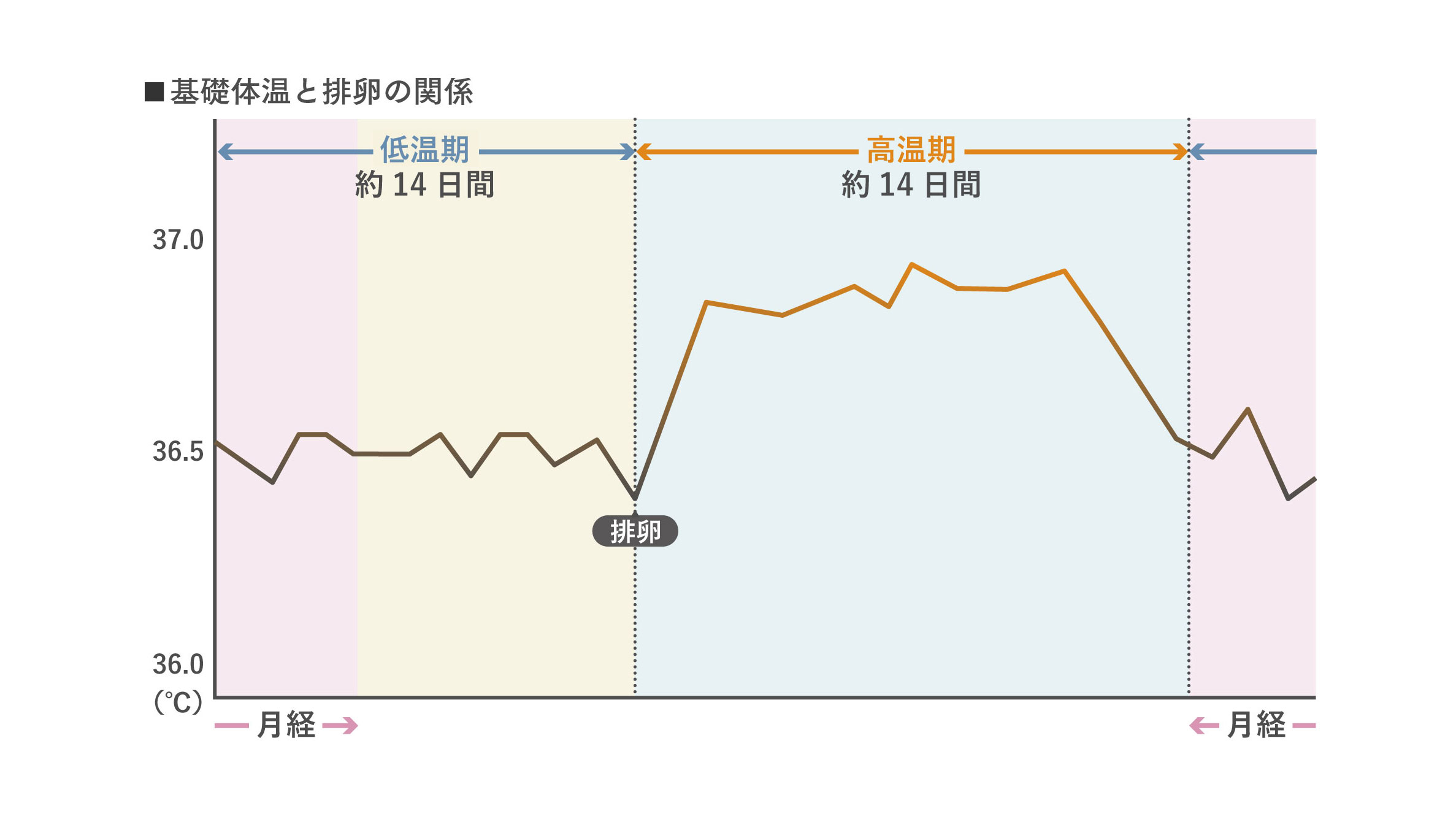 基礎体温と排卵の関係（グラフ）