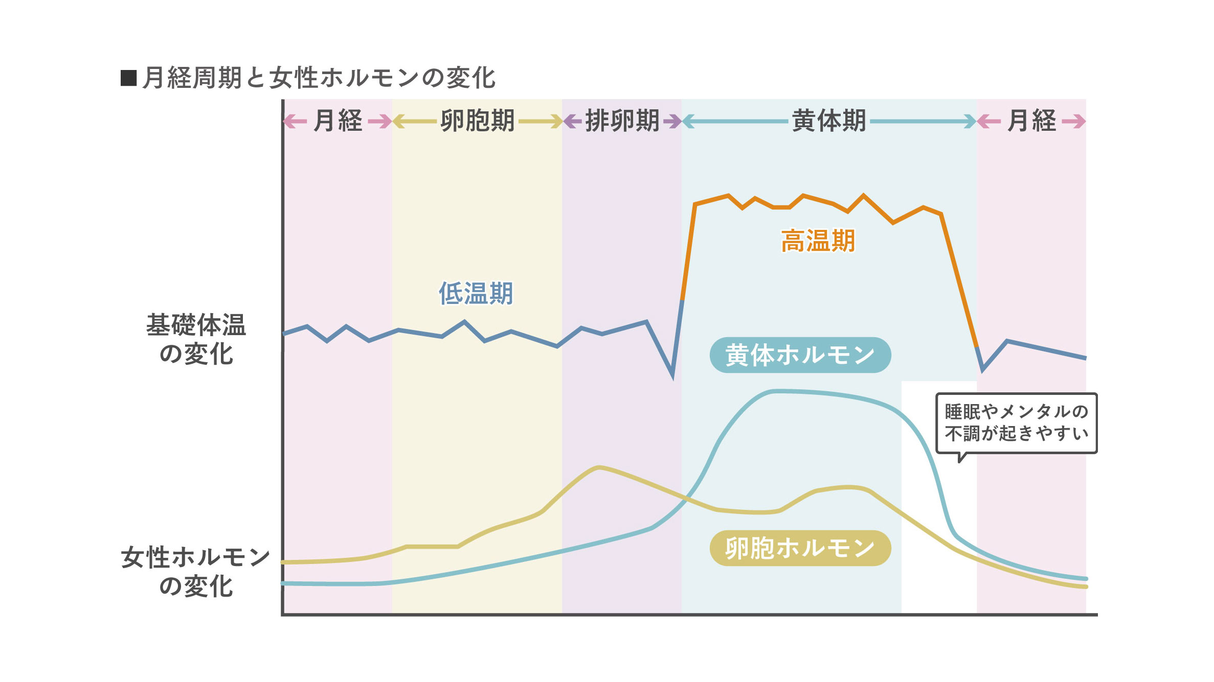 月経周期と女性ホルモンの変化（図）