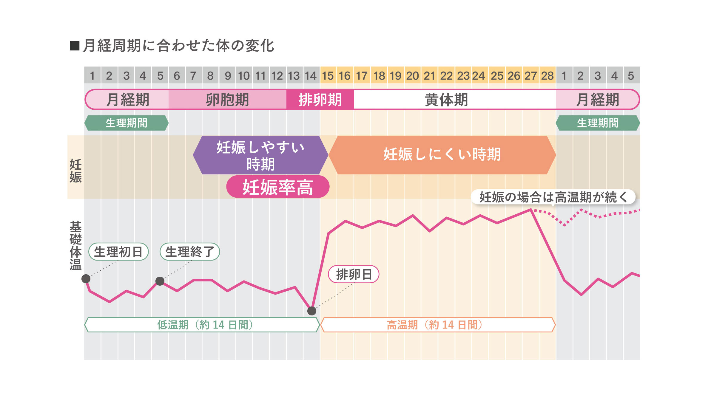 妊娠しやすい時期と月経に合わせた体の変化（表）