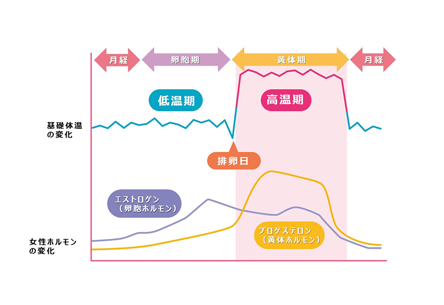 月経周期と低温期高温期の温度変化、およびエストロゲンとプロゲステロンの変化を表したイメージ図です。