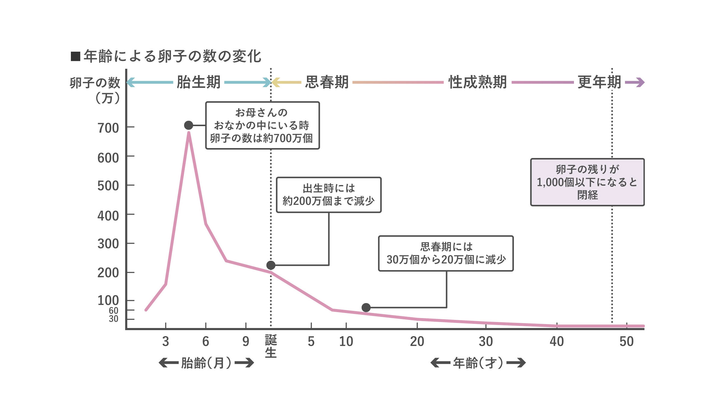 年齢による卵子の数の変化（グラフ）