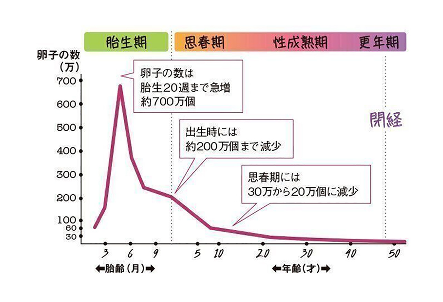 年齢別の卵子の数のグラフです。