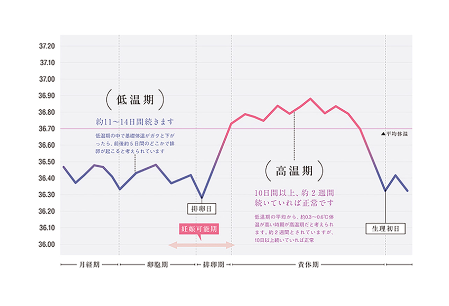 月経周期ステージと低温期・高温期の 温度グラフイメージです。