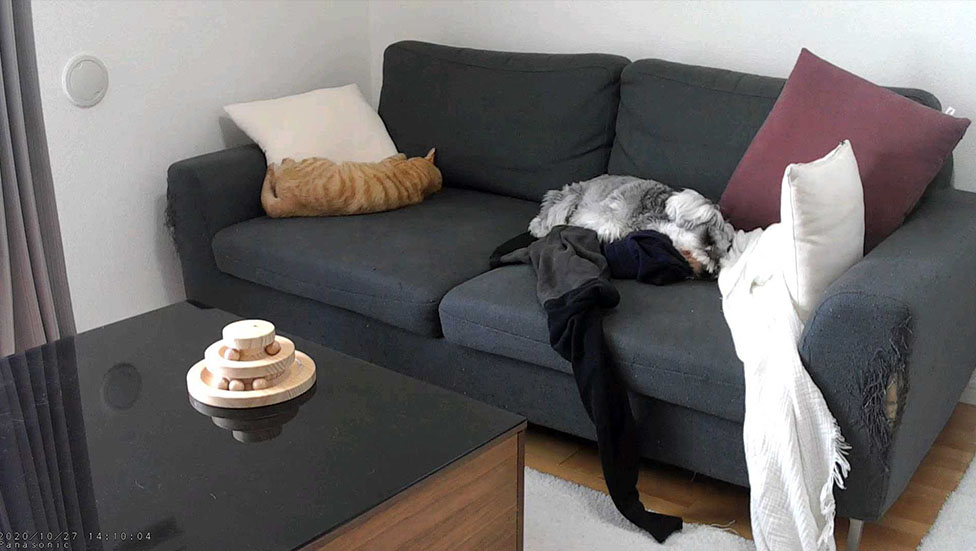ペットカメラで撮影したソファで眠るビビ君とレオ君